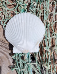 White Scallop Shell