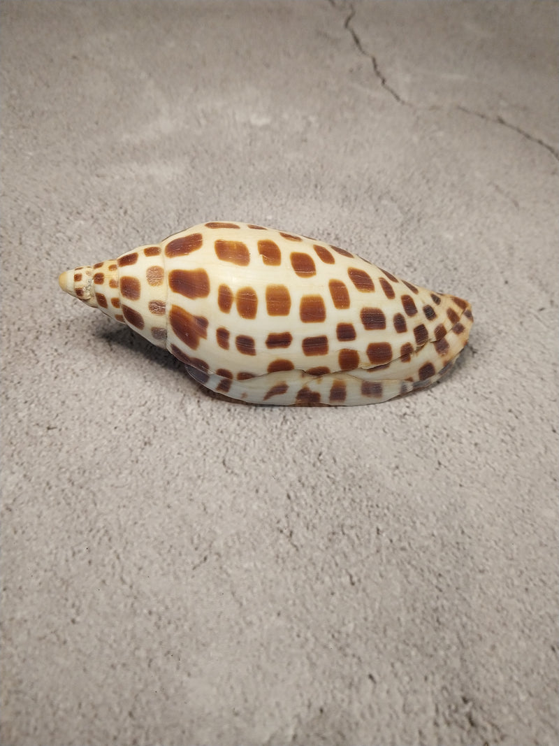 Vintage Scaphella Junonia Shell-4"x1.7"