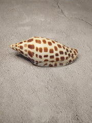 Vintage Scaphella Junonia Shell-4