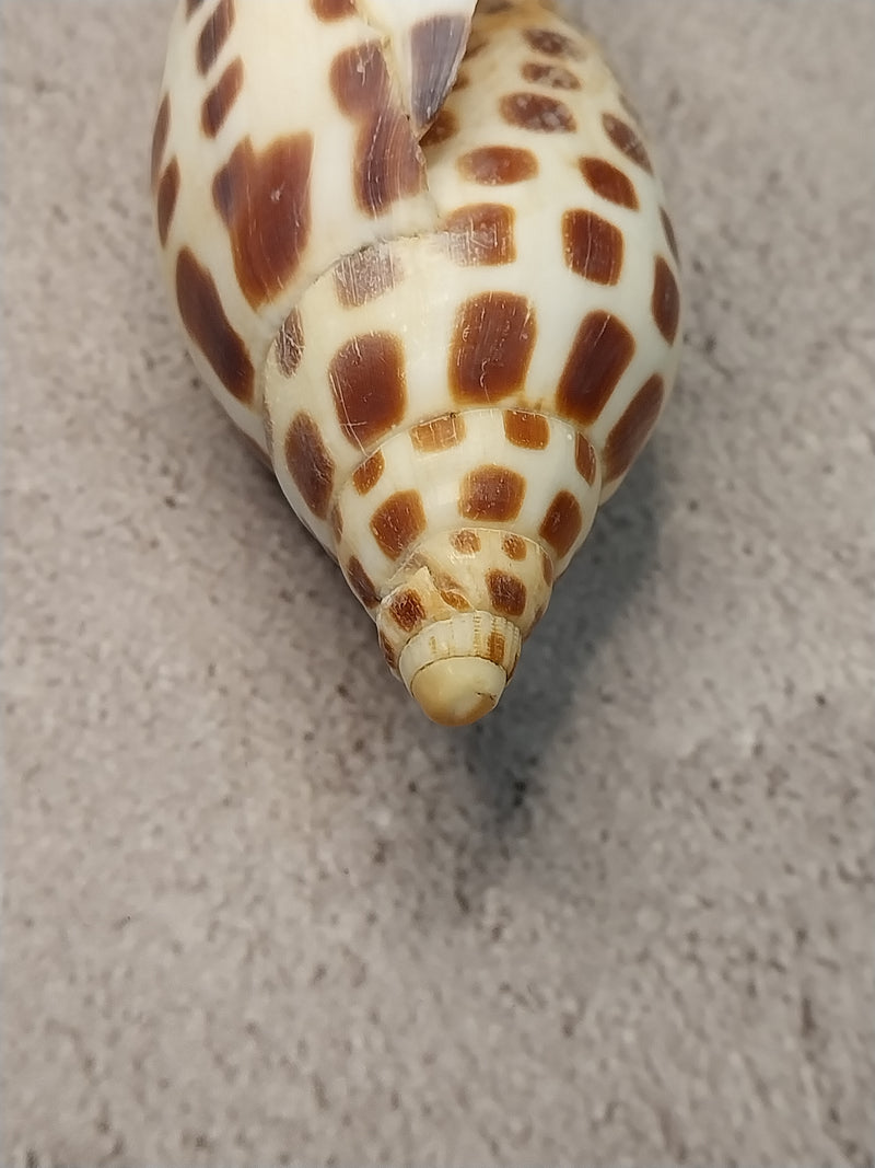 Vintage Scaphella Junonia Shell-4"x1.7"