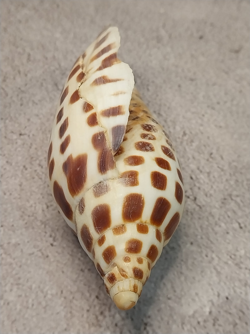 Vintage Scaphella Junonia Shell-4"x1.7"