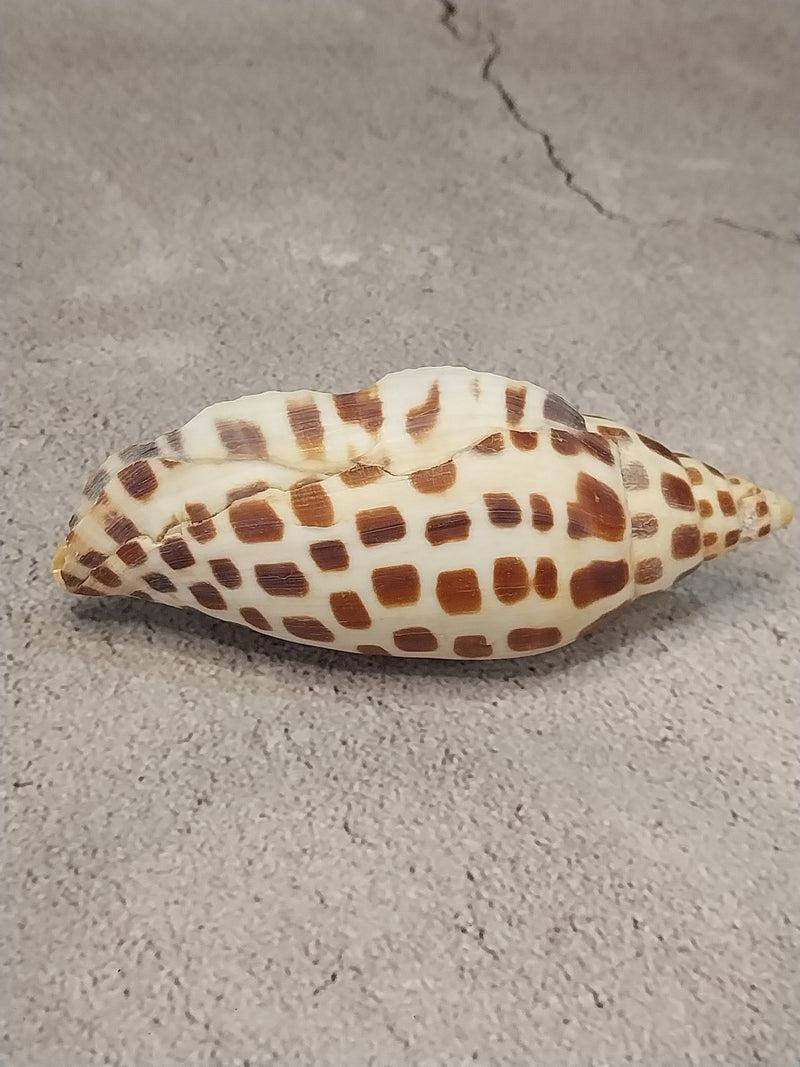 Vintage Scaphella Junonia Shell-4"x1.7"