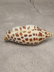 Vintage Scaphella Junonia Shell-4