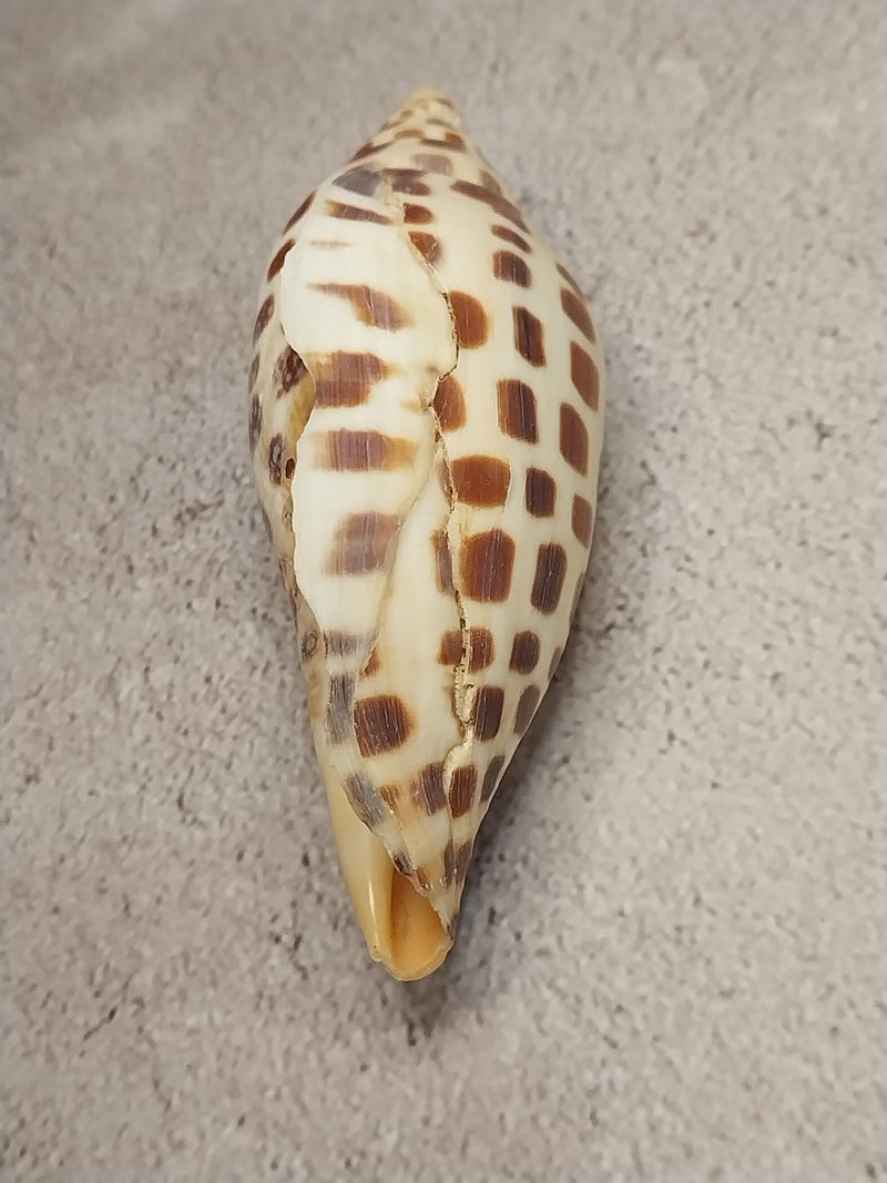 Vintage Scaphella Junonia Shell-4"x1.7"