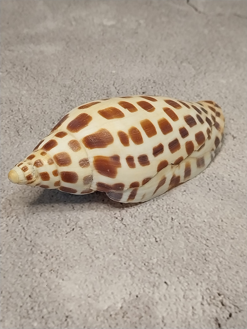 Vintage Scaphella Junonia Shell-4"x1.7"