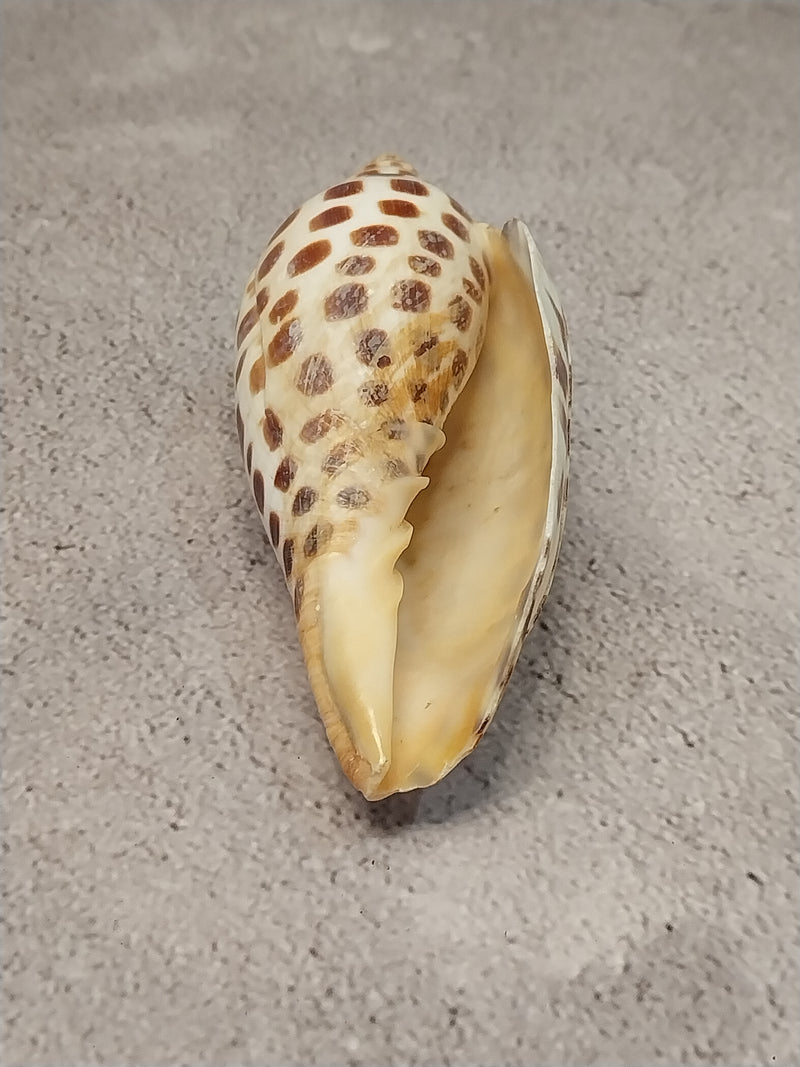 Vintage Scaphella Junonia Shell-4"x1.7"