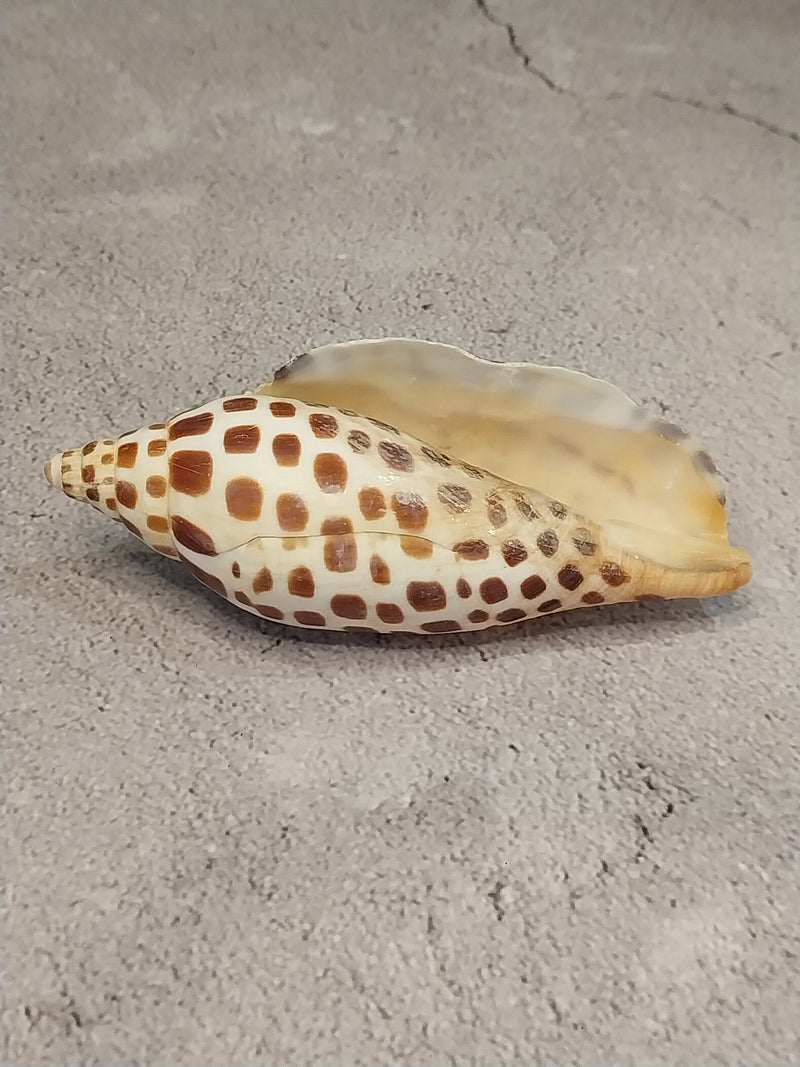 Vintage Scaphella Junonia Shell-4"x1.7"