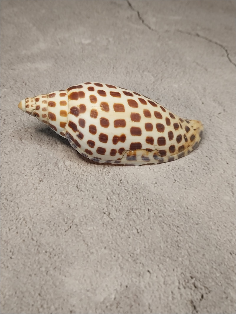 Vintage Scaphella Junonia Shell-4"x1.6"