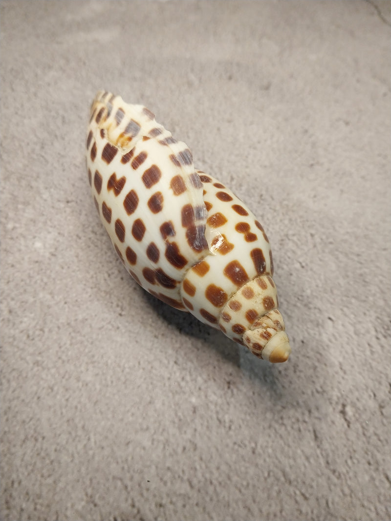 Vintage Scaphella Junonia Shell-4"x1.6"