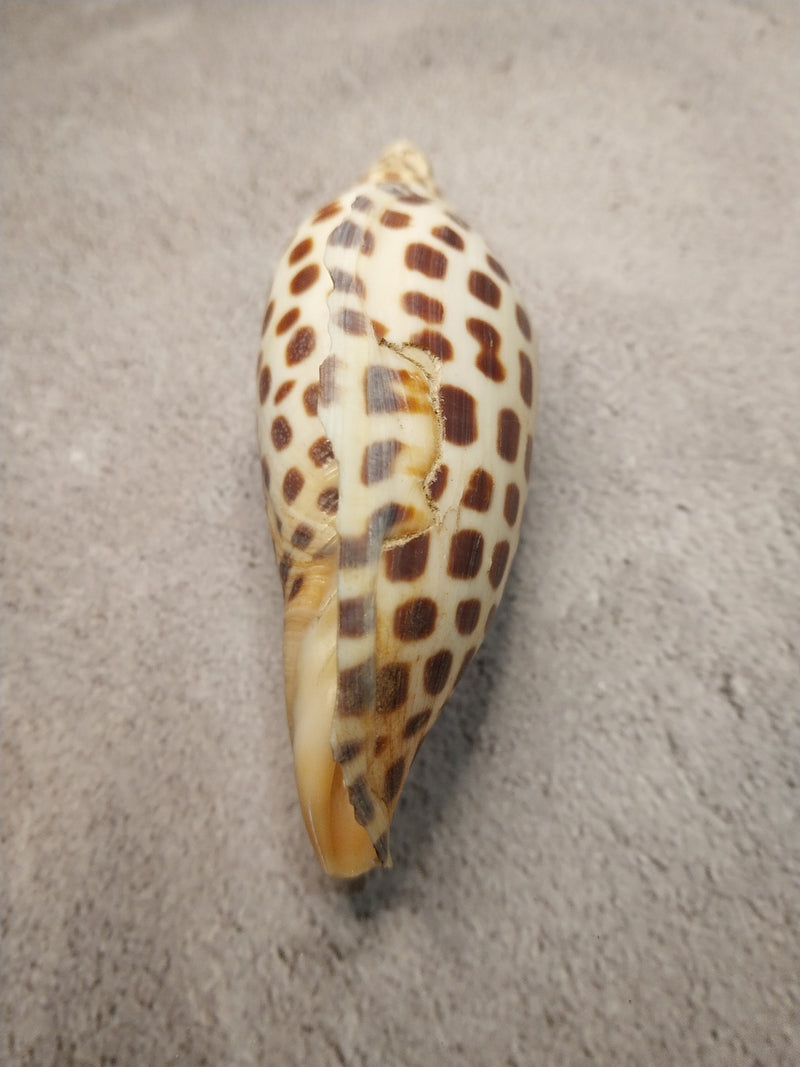 Vintage Scaphella Junonia Shell-4"x1.6"