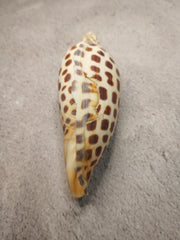 Vintage Scaphella Junonia Shell-4