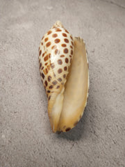 Vintage Scaphella Junonia Shell-4