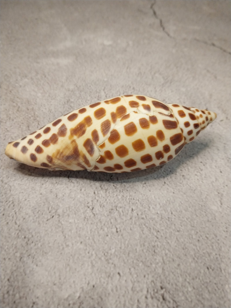 Vintage Scaphella Junonia Shell-4.3"x1.6"