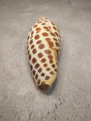 Vintage Scaphella Junonia Shell-4.3