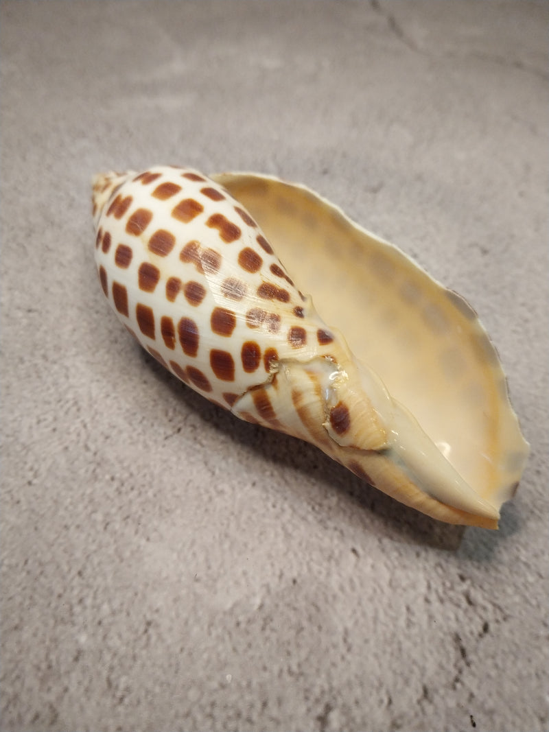 Vintage Scaphella Junonia Shell-4.3"x1.6"