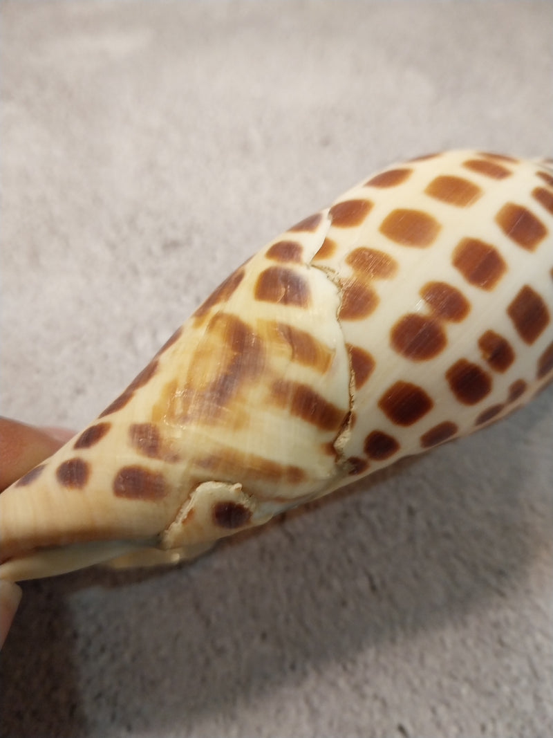 Vintage Scaphella Junonia Shell-4.3"x1.6"