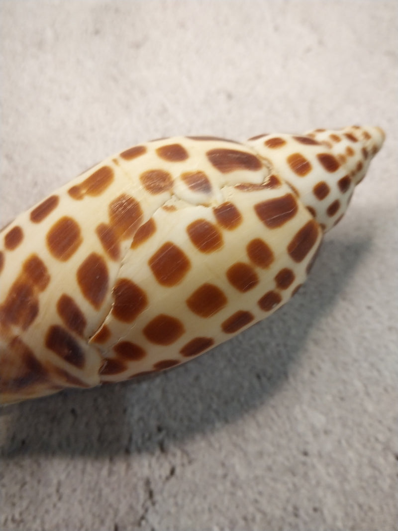 Vintage Scaphella Junonia Shell-4.3"x1.6"