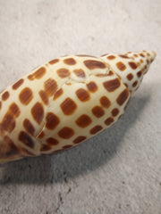 Vintage Scaphella Junonia Shell-4.3