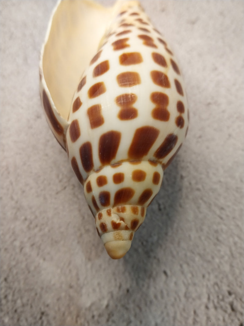 Vintage Scaphella Junonia Shell-4.3"x1.6"