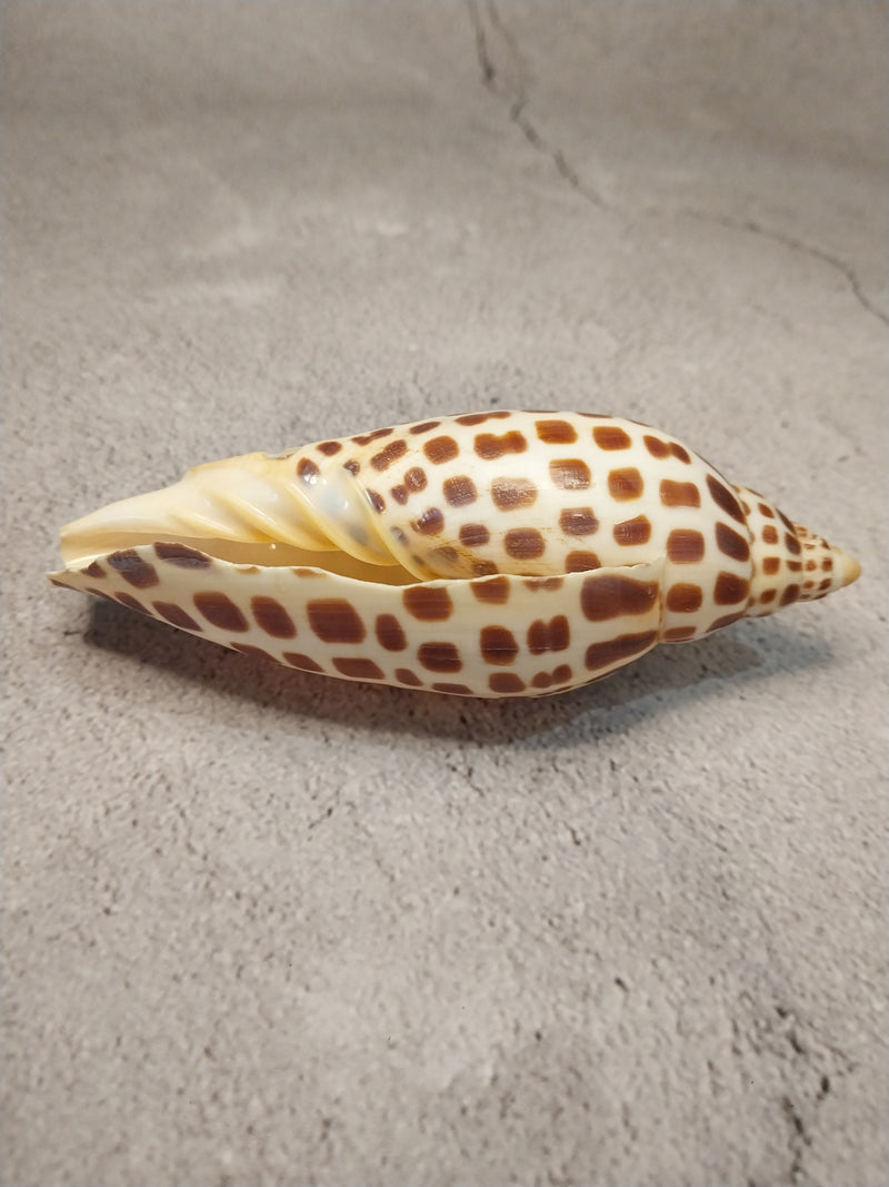 Vintage Scaphella Junonia Shell-4.3"x1.6"