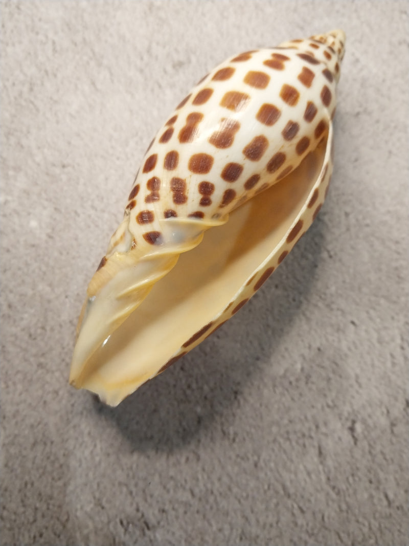 Vintage Scaphella Junonia Shell-4.3"x1.6"