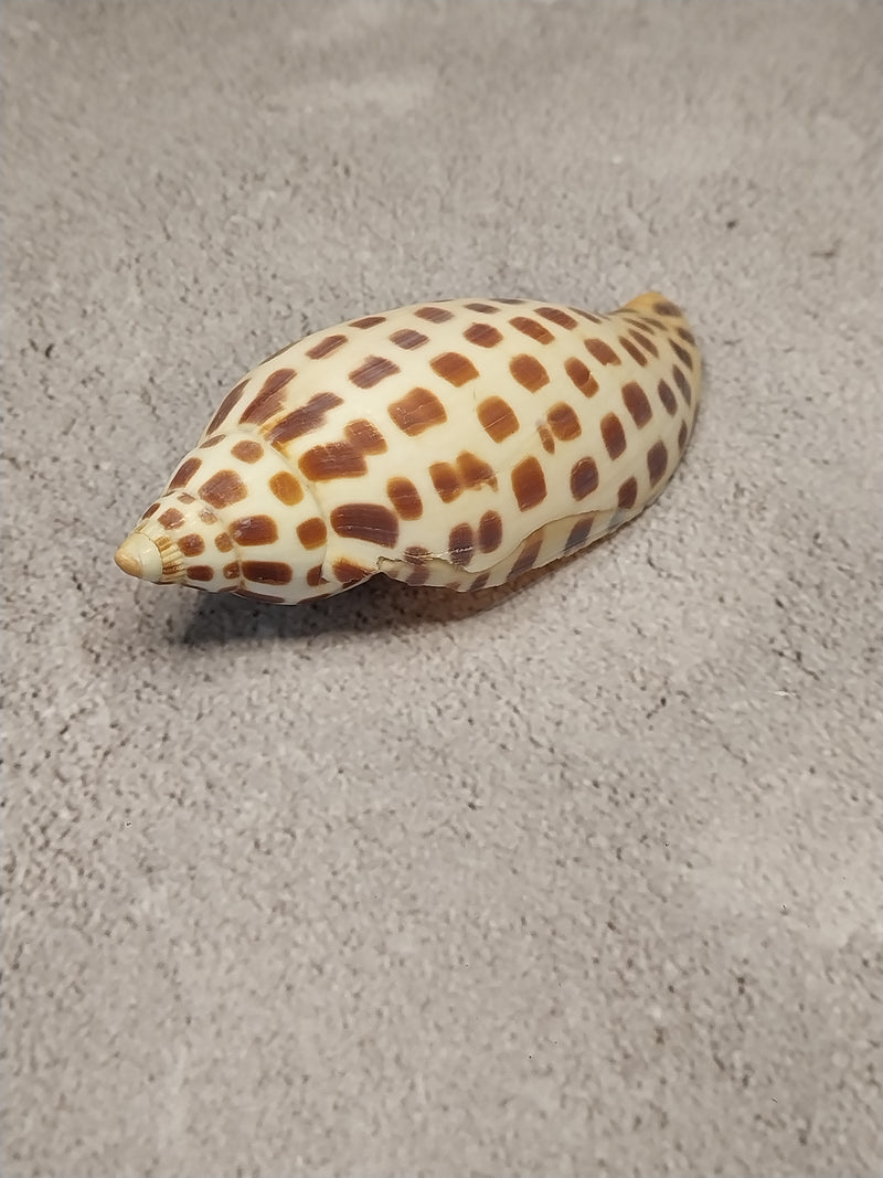 Vintage Scaphella Junonia Shell-3.8"x1.5"