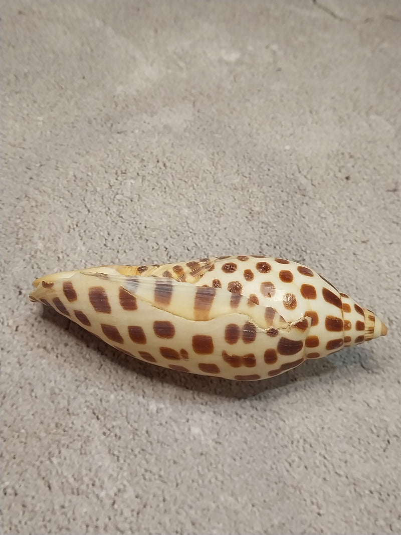 Vintage Scaphella Junonia Shell-3.8"x1.5"