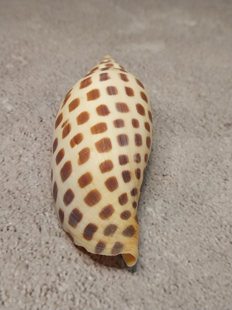 Vintage Scaphella Junonia Shell-3.8"x1.5"