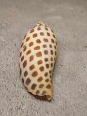 Vintage Scaphella Junonia Shell-3.8