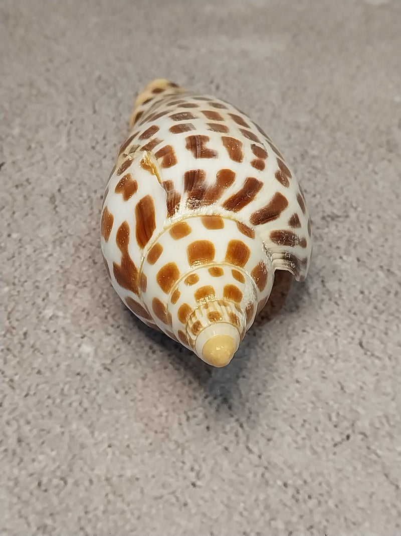 Vintage Scaphella Junonia Shell-4.2"x 1.6"