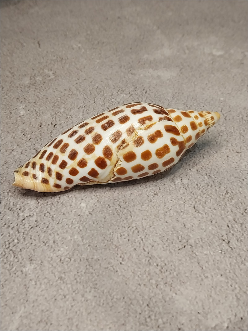 Vintage Scaphella Junonia Shell-4.2"x 1.6"