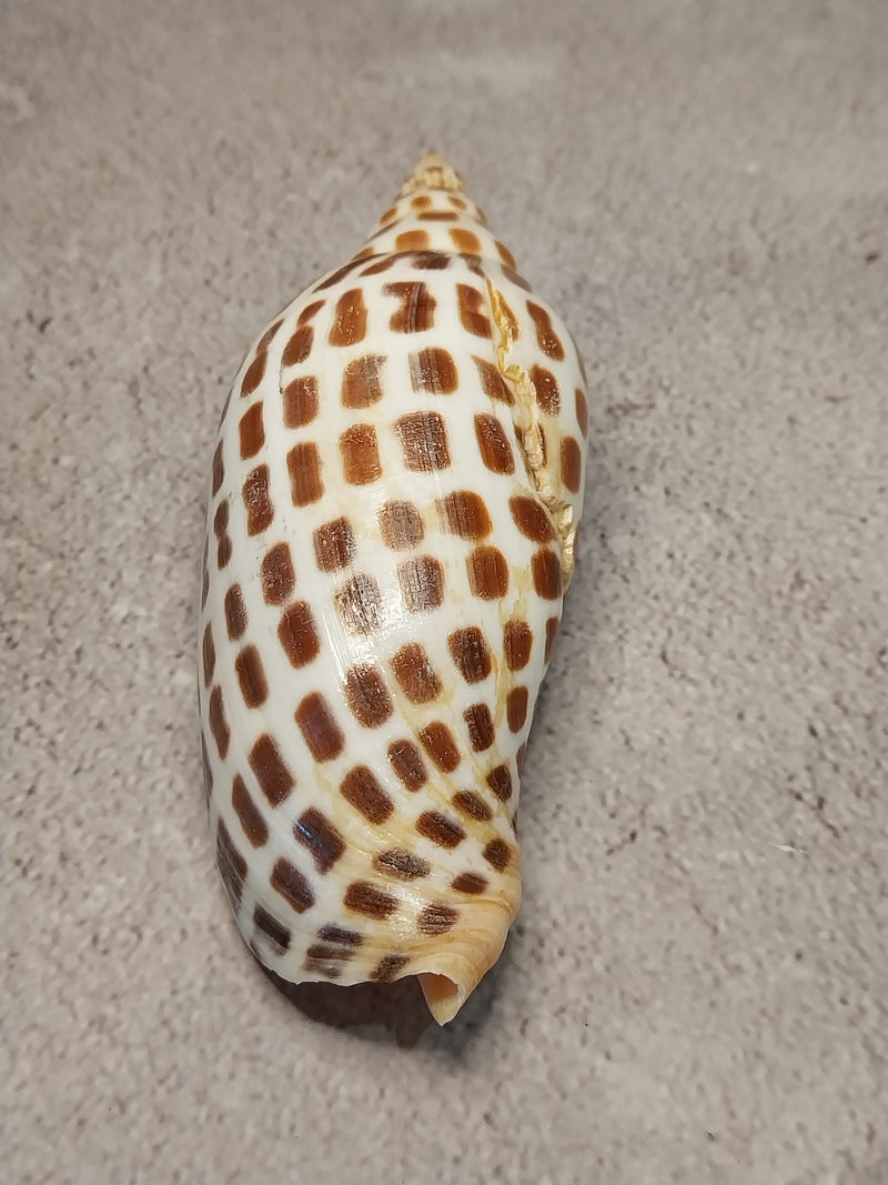 Vintage Scaphella Junonia Shell-4.2"x 1.6"