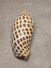 Vintage Scaphella Junonia Shell-4.2