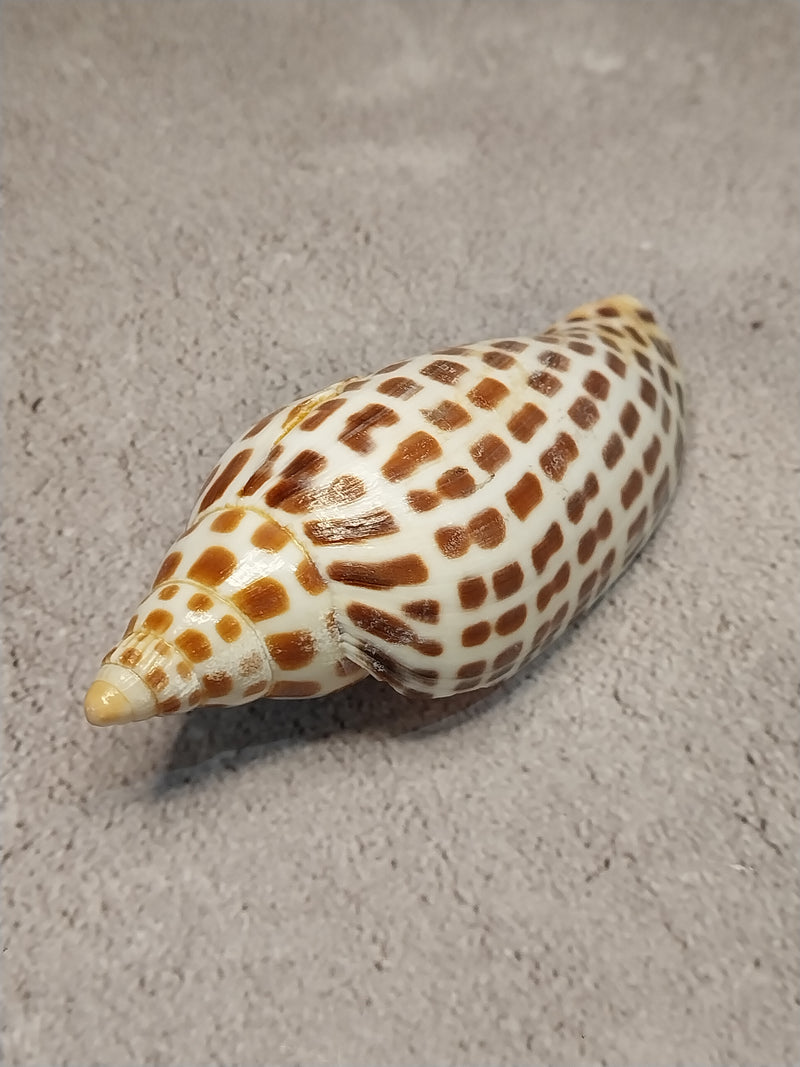 Vintage Scaphella Junonia Shell-4.2"x 1.6"