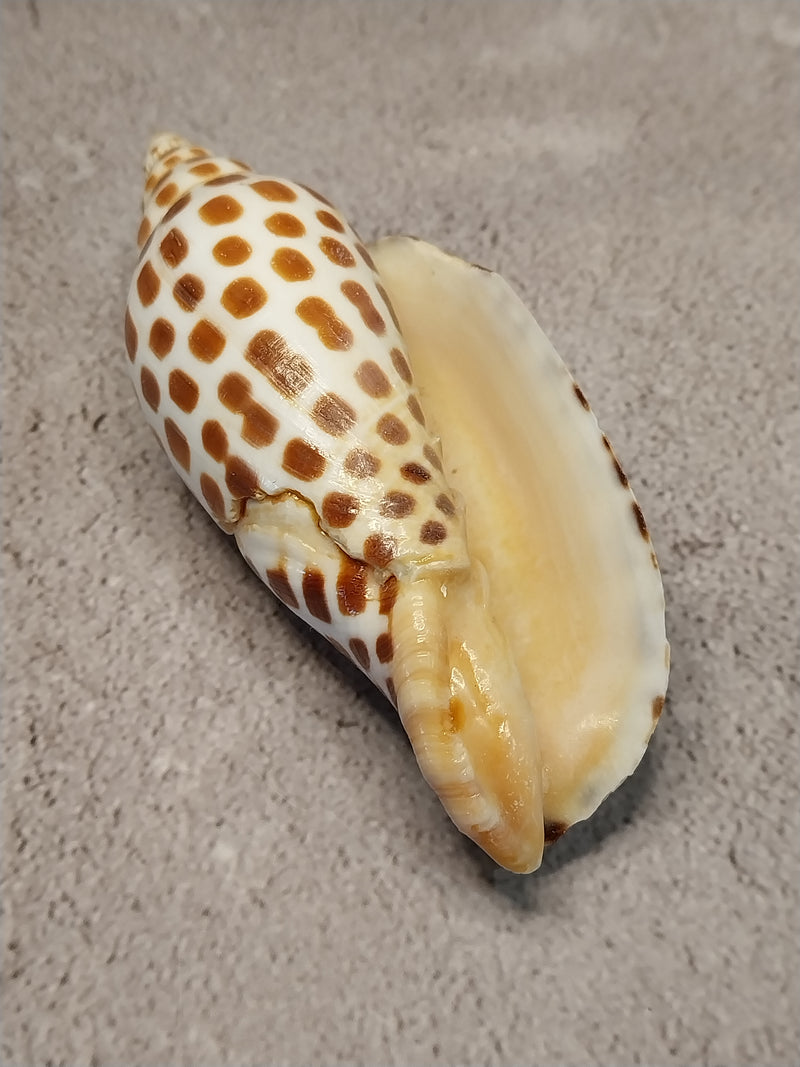 Vintage Scaphella Junonia Shell-4.2"x 1.6"