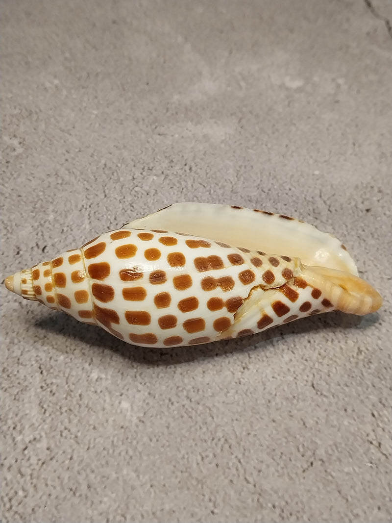 Vintage Scaphella Junonia Shell-4.2"x 1.6"