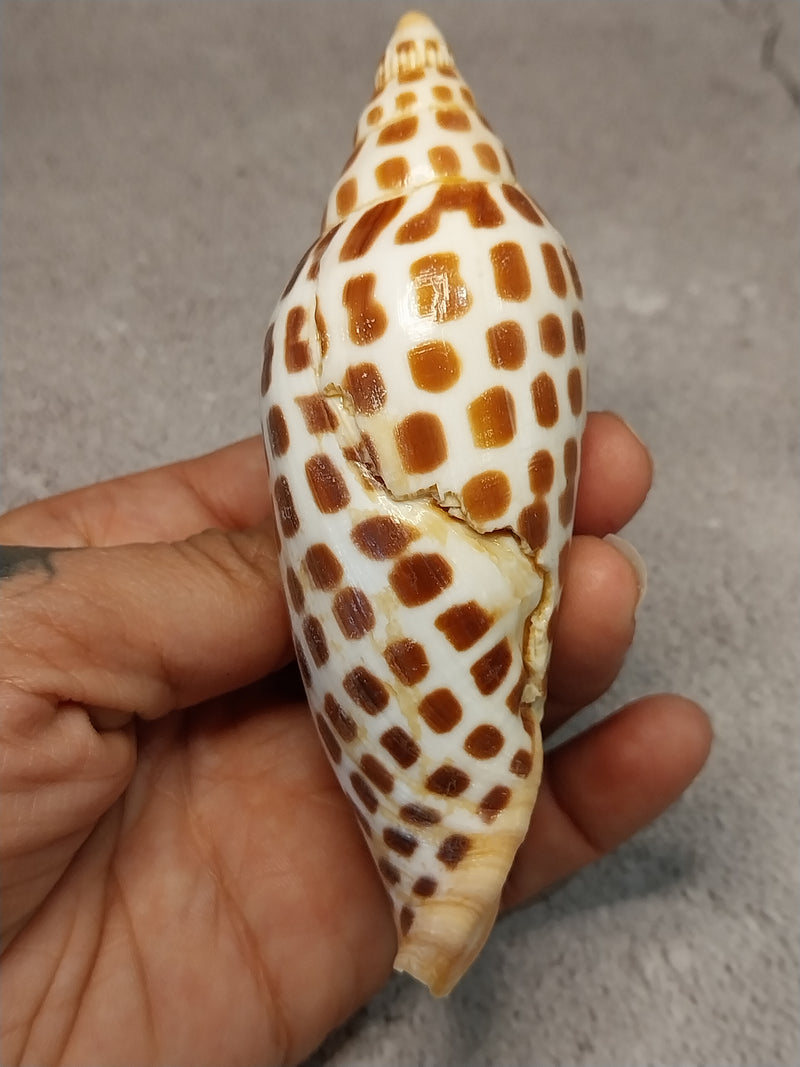 Vintage Scaphella Junonia Shell-4.2"x 1.6"