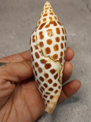 Vintage Scaphella Junonia Shell-4.2