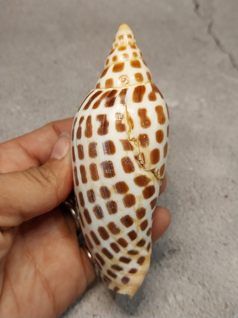 Vintage Scaphella Junonia Shell-4.2"x 1.6"