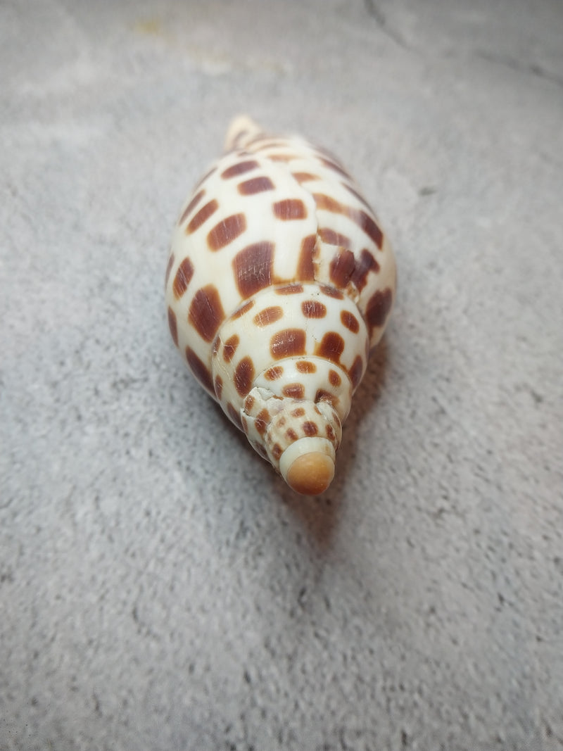 Vintage Scaphella Junonia Shell-3.9"x 1.5"