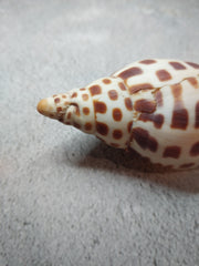 Vintage Scaphella Junonia Shell-3.9