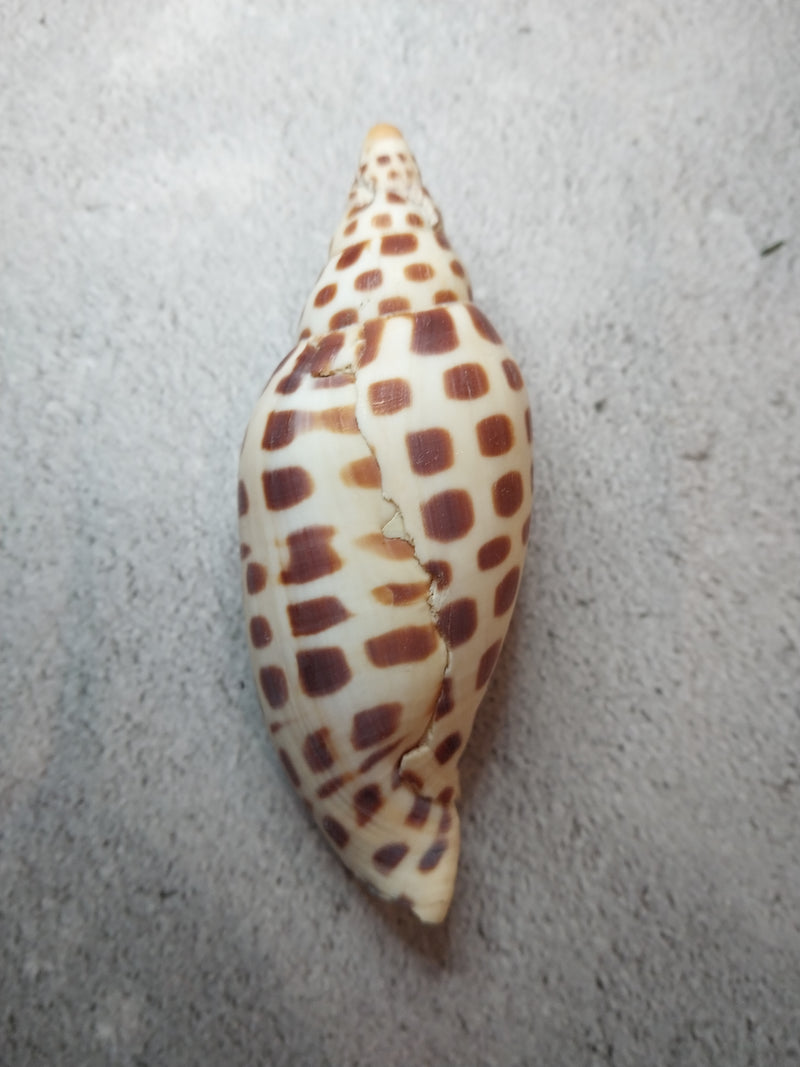 Vintage Scaphella Junonia Shell-3.9"x 1.5"