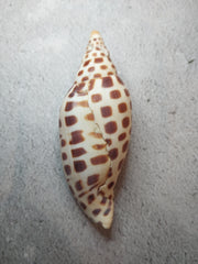 Vintage Scaphella Junonia Shell-3.9