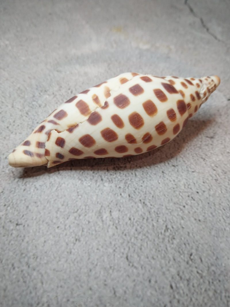 Vintage Scaphella Junonia Shell-3.9"x 1.5"