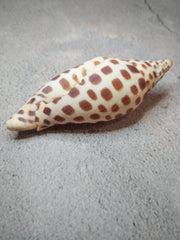 Vintage Scaphella Junonia Shell-3.9