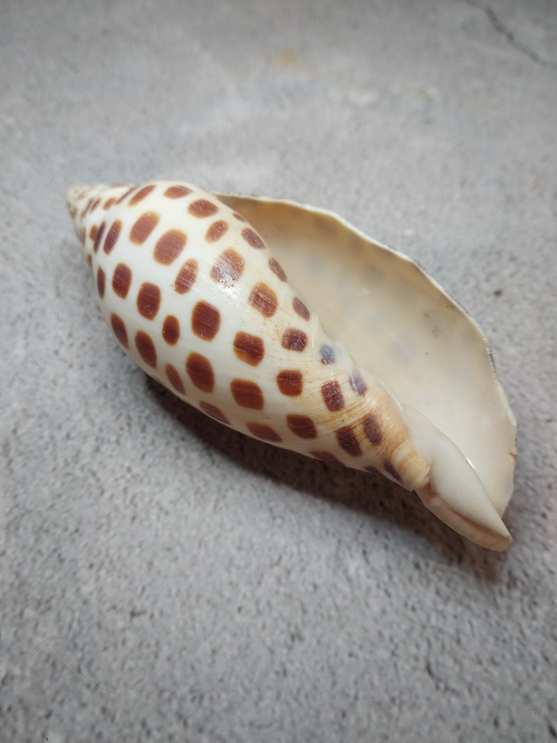 Vintage Scaphella Junonia Shell-3.9"x 1.5"