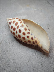 Vintage Scaphella Junonia Shell-3.9