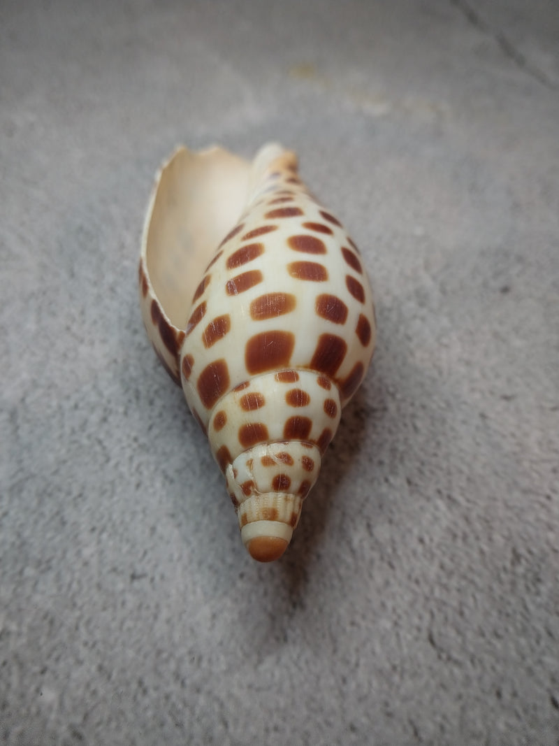 Vintage Scaphella Junonia Shell-3.9"x 1.5"