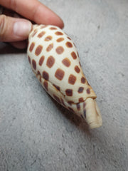 Vintage Scaphella Junonia Shell-3.9