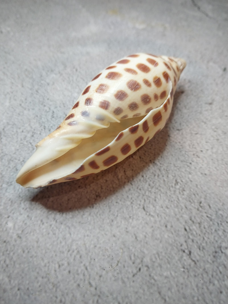 Vintage Scaphella Junonia Shell-3.9"x 1.5"